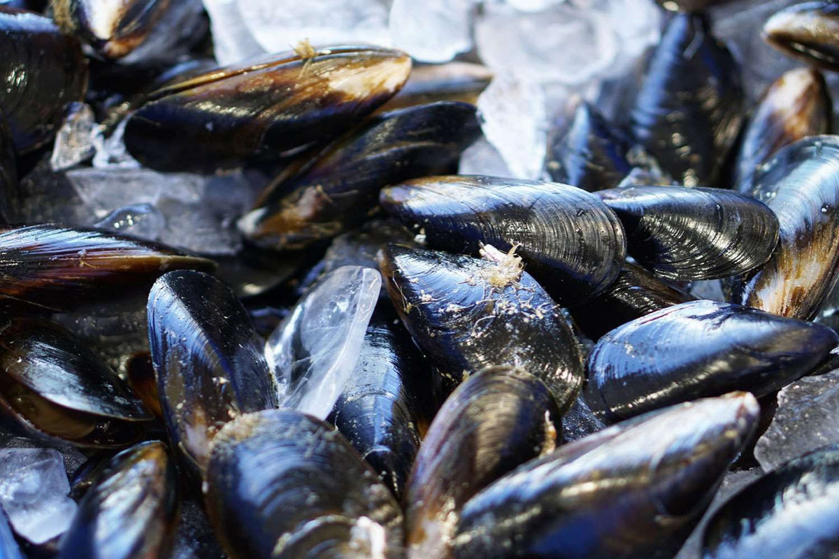 Black Mussels