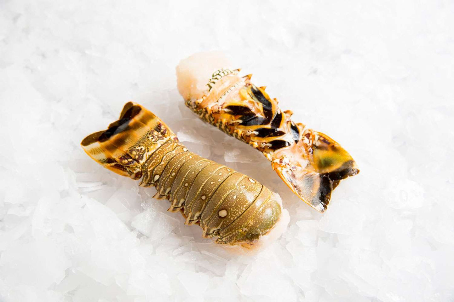 Brazilian-Lobster-Tail-Manettas-Seafood-Market