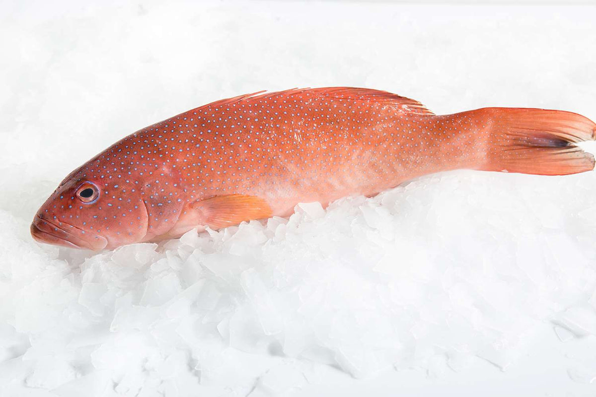 Whole Line-Caught Ike Jime Coral Trout