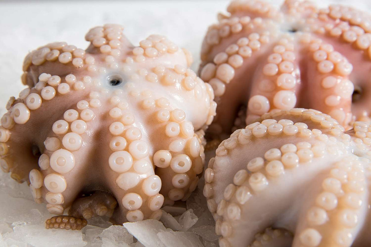 Octopus-Medium-Manettas-Seafood-Market