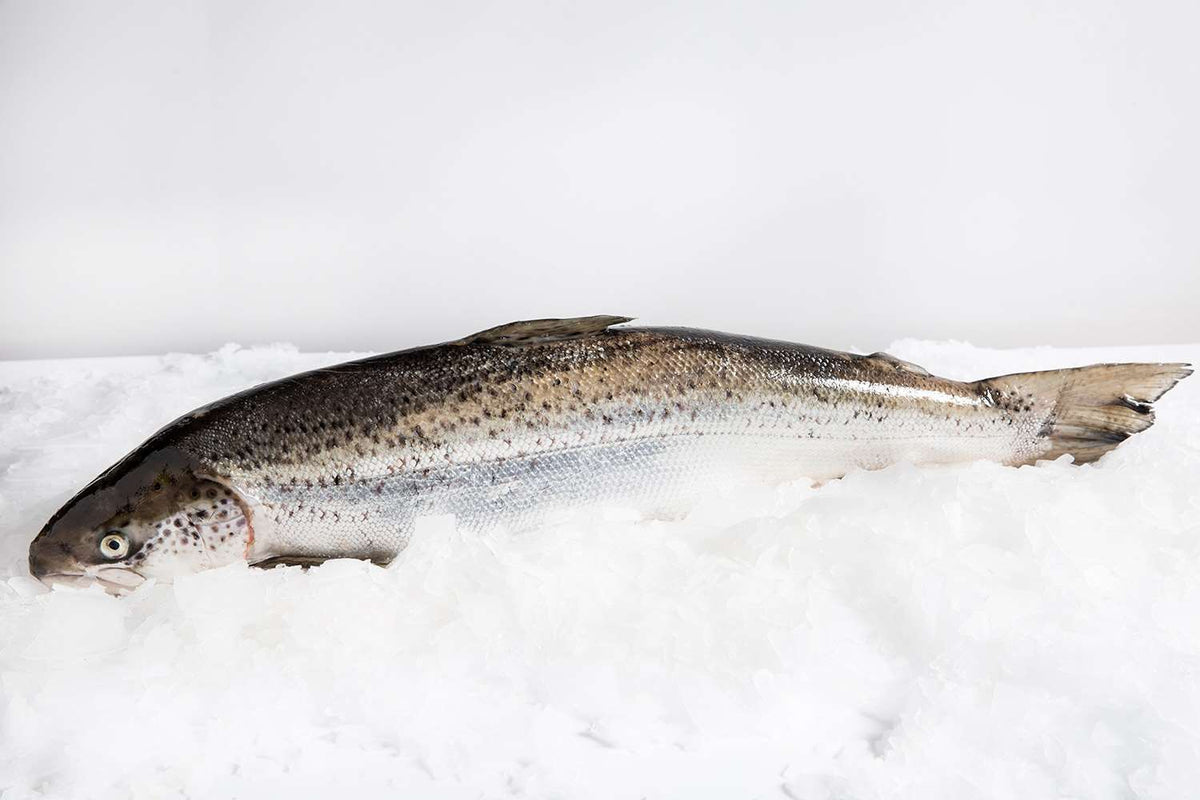 Whole Tasmanian Salmon