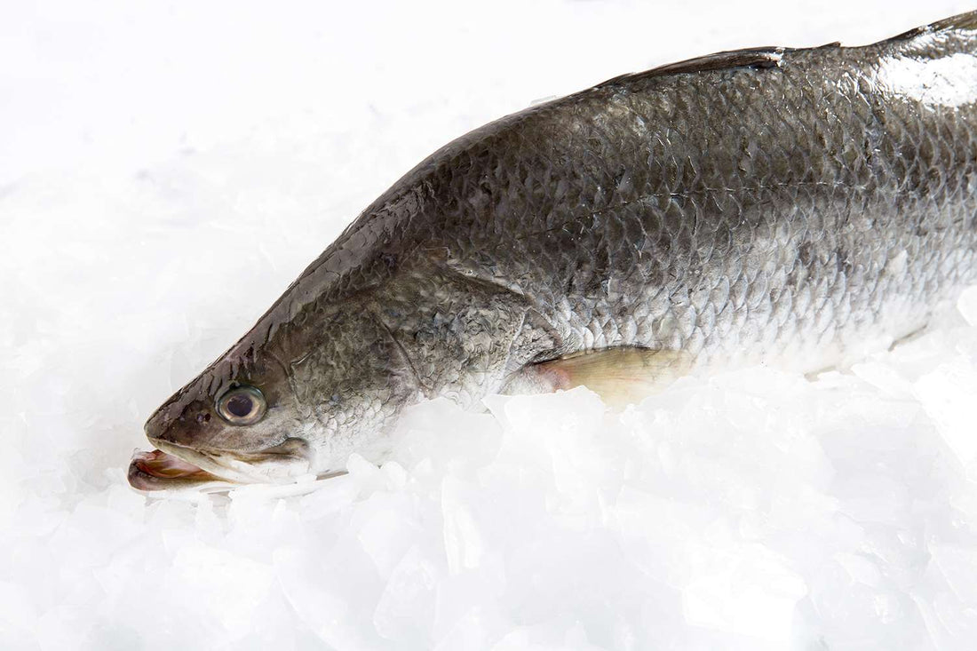 What is a Barramundi?