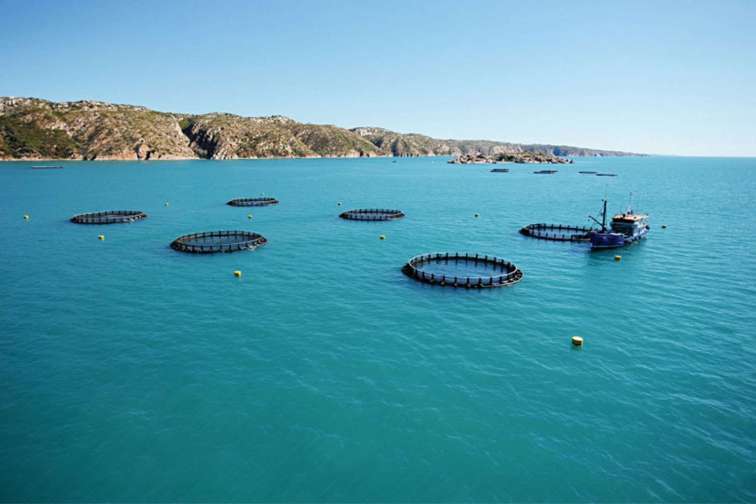 Barramundi Farm vs Wild Catch