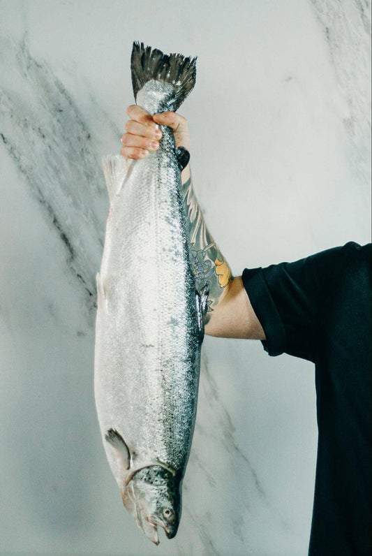 What are the different types of salmon?