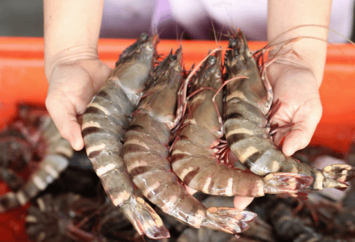 How to Cook Prawns: A Guide