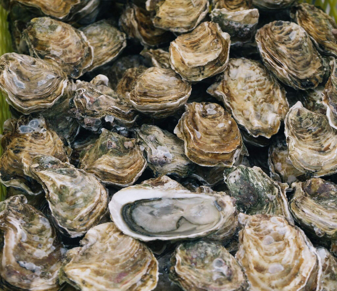Oyster Farming: What Is It? How Does It Work?