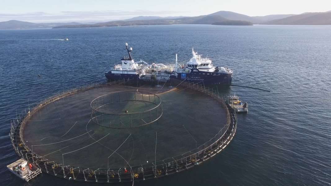 Uncovering the Facts about Atlantic Farmed Salmon