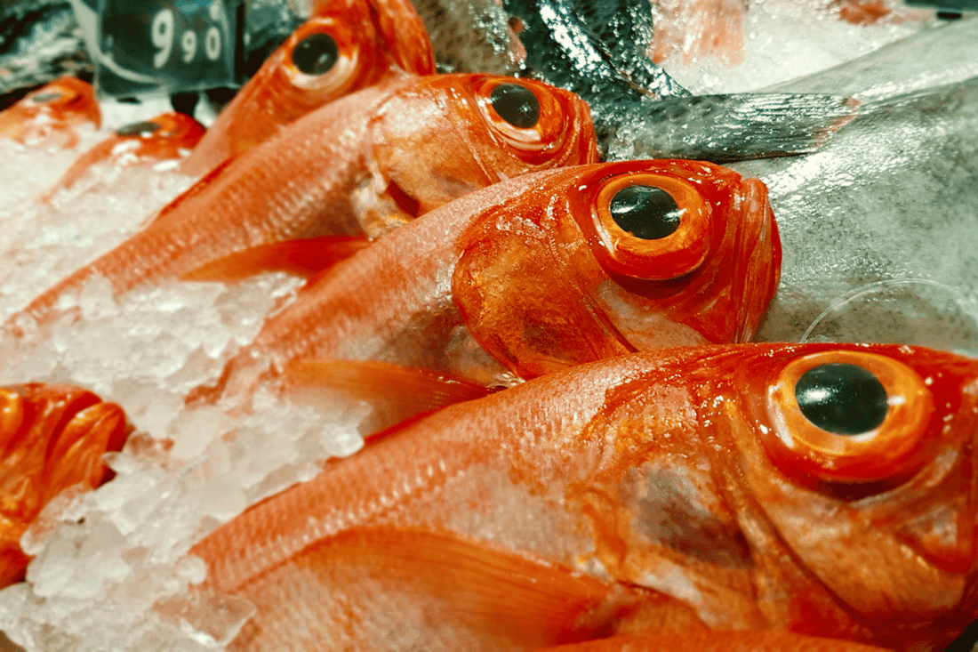 Redfish