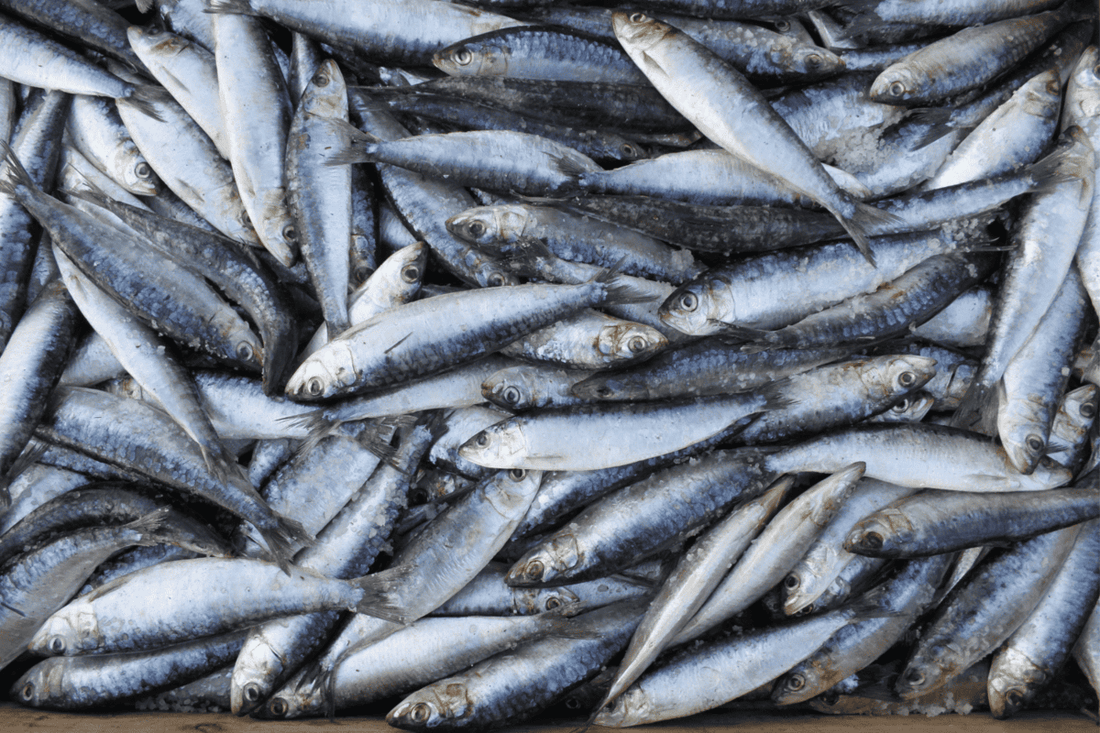 Sardines
