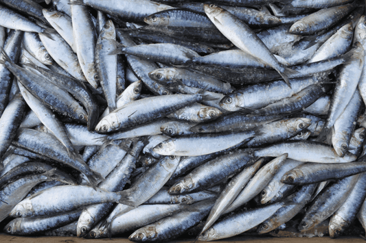 Sardines