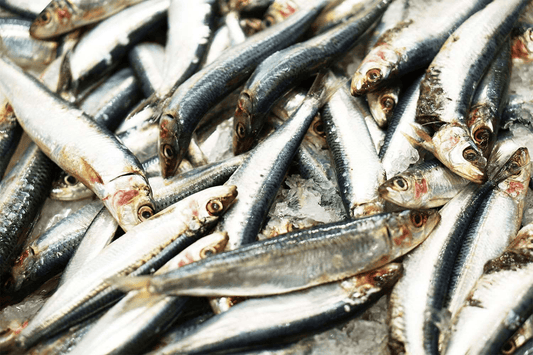 Different Types of Fish to Eat & the Health Benefits of Eating Fish