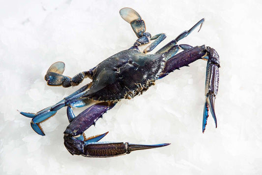 Blue-Swimmer-Crab-Green-Manettas-Seafood-Market