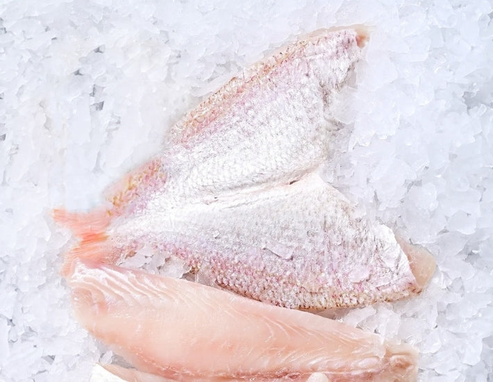 Goldband-Snapper-Fillet-Butterfield-Manettas-Seafood