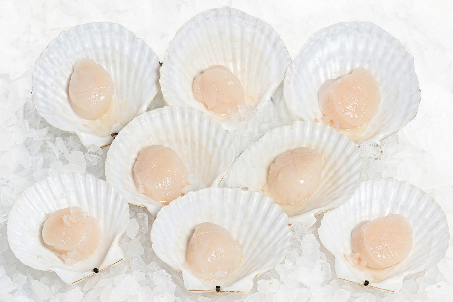 Japanese-Half-Shell-Scallops-Manetats-Seafood