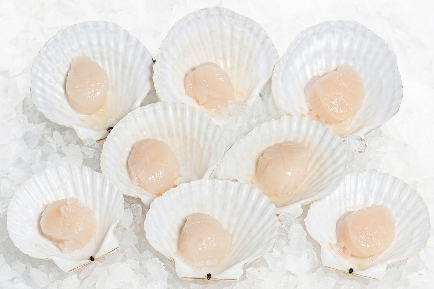 Japanese-Half-Shell-Scallops-Manetats-Seafood