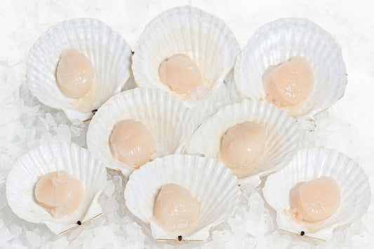 Japanese-Half-Shell-Scallops-Manetats-Seafood