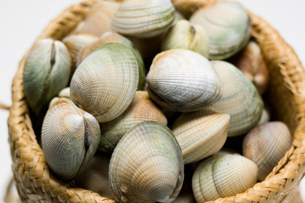 NZ Little Neck Clams