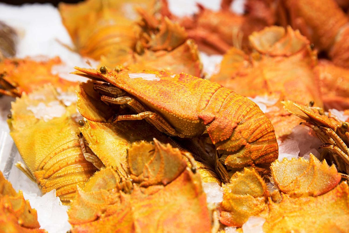 Cooked Moreton Bay Bugs