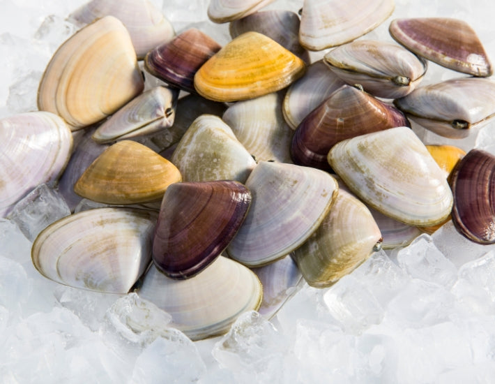 Pippies-LIVE-Manettas-Seafood-Market