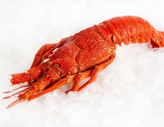 Southern Rock Lobster Cooked