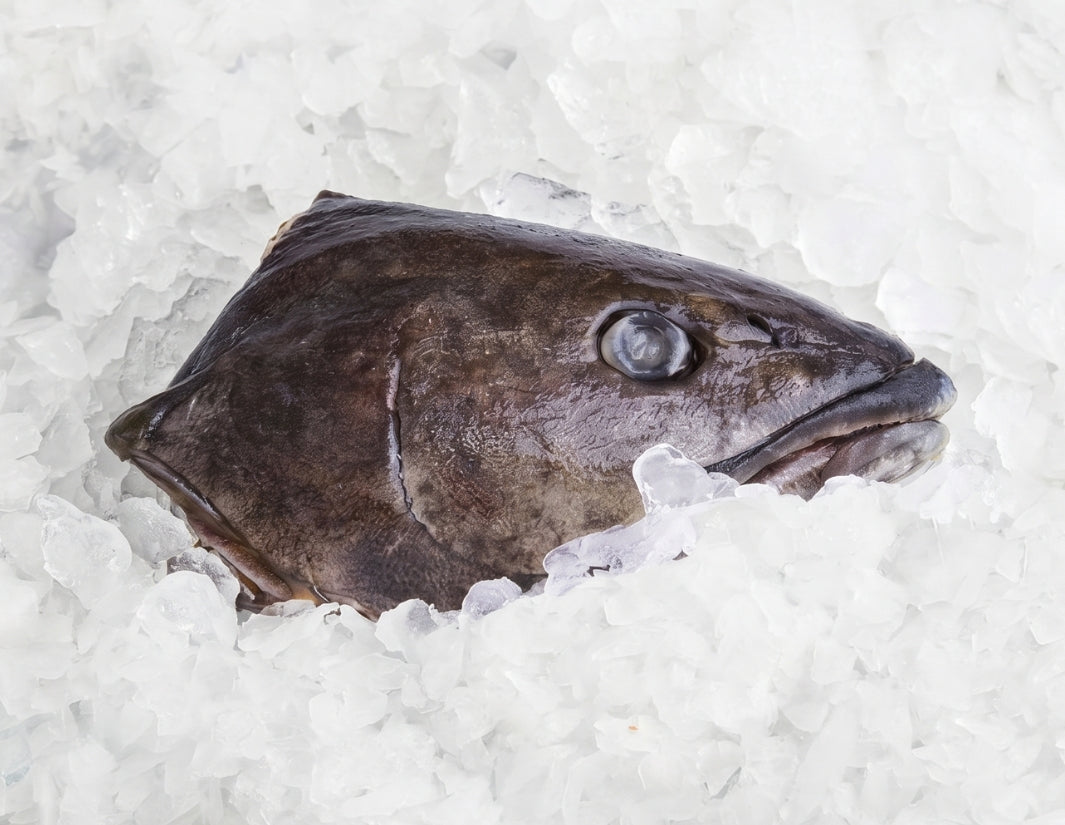 Toothfish-Head-Manettas-Seafood-Market