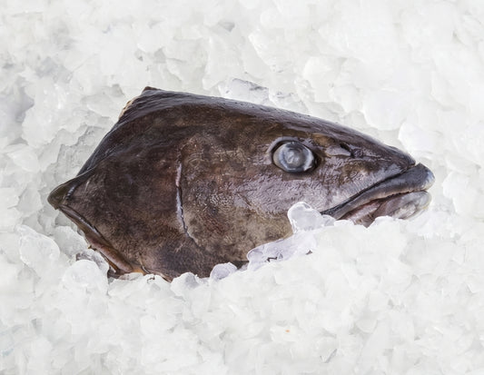 Toothfish-Head-Manettas-Seafood-Market