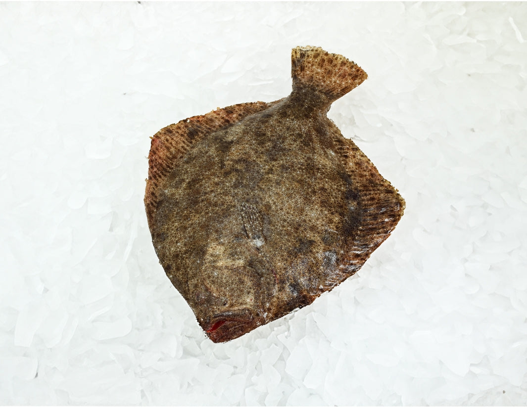 Turbot-Manettas-Seafood-Market