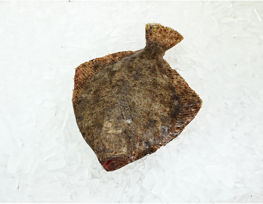 Turbot-Manettas-Seafood-Market