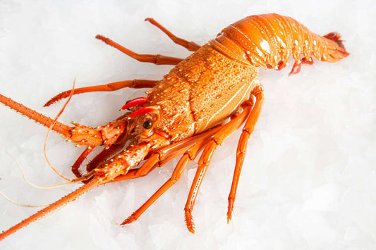 WA-Cooked-Lobster-Manettas-Seafood-Market